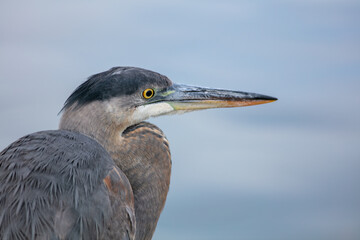 A Close Look at a Great Blue Heron Head and Beak with Intense Eyes