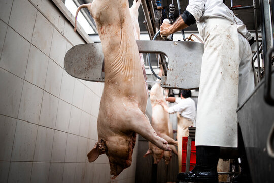 Slaughterhouse worker using saw and cutting pig meat in half. Industrial meat processing.