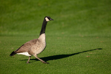 Canadian Canada Geese Walking on a Golf Course on a Well Manicured Putting Green 