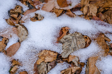 落ち葉に残って凍った雪