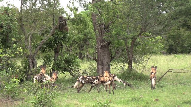 Pack of African wild dogs surround baboon that descends from tree