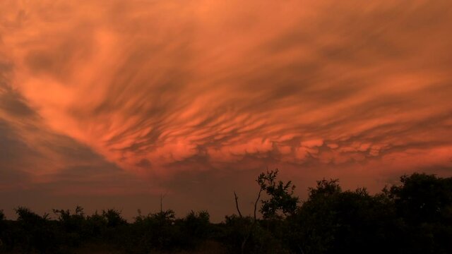 Wide view of storms forming in orange African sky over tree line