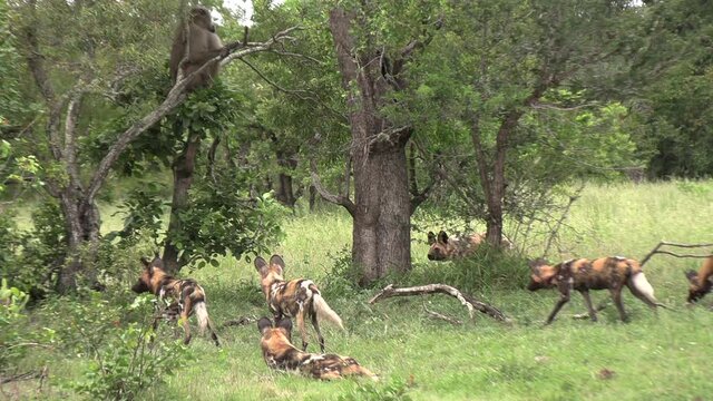 Baboon jumps down from tree, surrounded by pack of African wild dogs