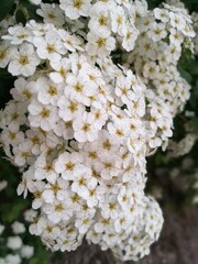 Białe kwiaty wiśni © Anna