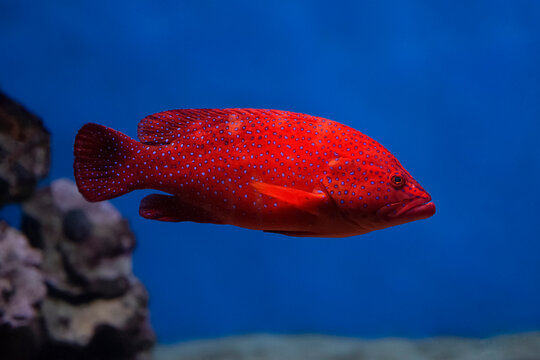 Coral hind grouper (Cephalopholis miniata)  in the aquarium.
