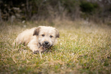 Chiot labrit bergers des Pyrénées 