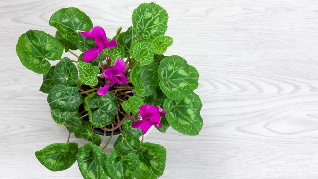 Top-down zooming on a pot of purple cyclamen on a white wooden backgorund