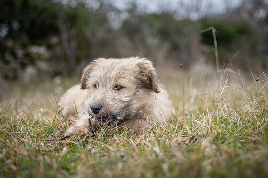 Chiot labrit bergers des Pyr&eacute;n&eacute;es 