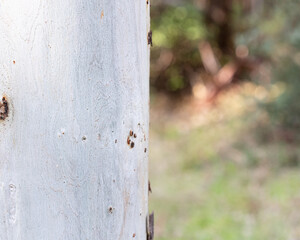 Trunk of eucalyptus tree on the left side in winter close-up.