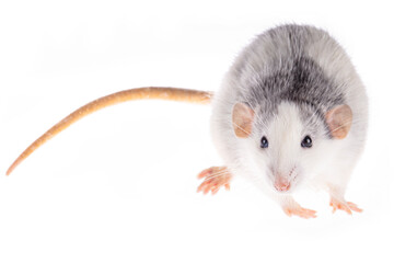 white-gray rat isolated on white background