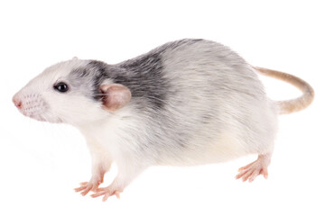 white-gray rat isolated on white background
