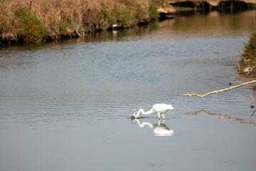 A Snowy Egret Hunting in an Estuary and Plunging its head into the Water to Catch a Fish