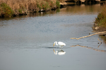 A Snowy Egret Hunting in an Estuary and Ready to Plunge Its Head Plunging into the Water to Catch a Fish