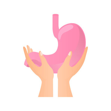 hands holding stomach, on a white background, healthy body, vector illustration