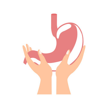 hands holding stomach, on a white background, healthy body, vector illustration