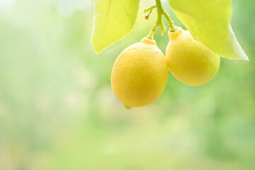 Two lemons on a tree branch, brightly lit close up