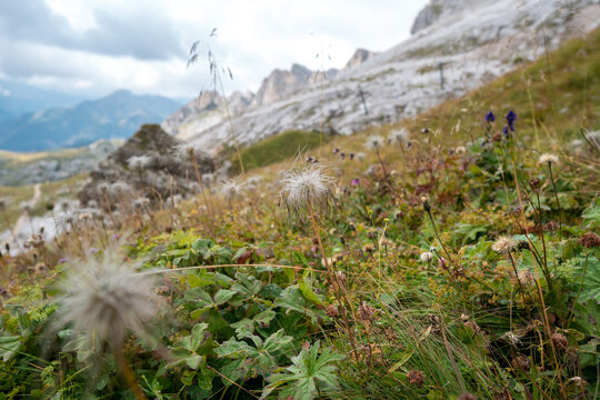 Alpine pasqueflower (pulsatilla alpina), Dolomites, South Tyrol, Italy