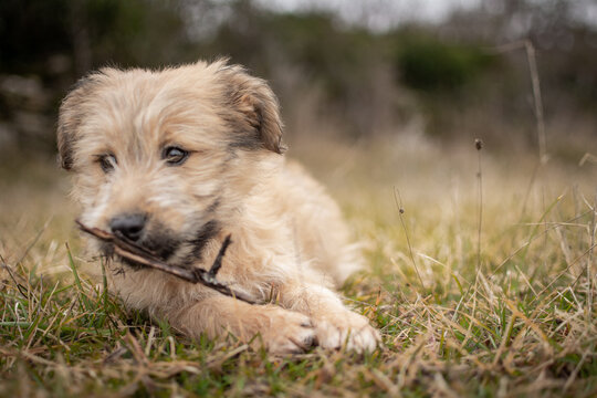 Chiot labrit bergers des Pyr&eacute;n&eacute;es 