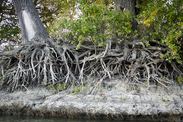 Bare (exposed) roots of a tree on the bank of river