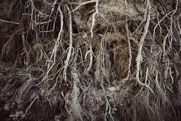 Bare (exposed) roots of a willow tree on the bank of river