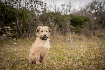 Chiot labrit bergers des Pyrénées 