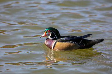 A Colorful and Beautiful Wood duck or Carolina Duck Swimming on a Pond