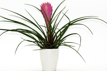 Bromelie im Blumentopf freigestellt auf weißem Hintergrund