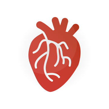body organs icons, heart on a white background, vector illustration
