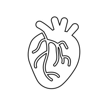 body organs icons, heart on a white background, vector illustration