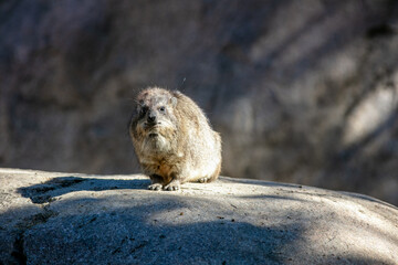 A Hyrax also called Rock Rabbit or Dassie Standing on a Large Rock