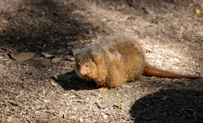 Common Dwarf Mongoose Looking for Food Among Rocks