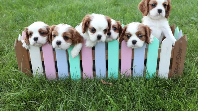 Puppies King Charles Spaniels in a basket against the backdrop of nature in the hot summer