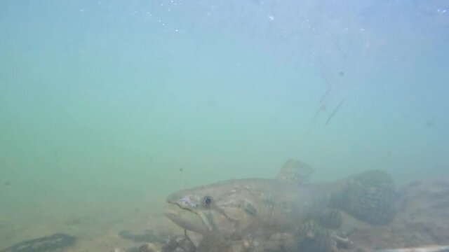 Traíra fish (Hoplias brasiliensis) freshwater wolf fish under water in video