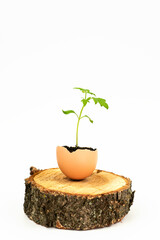 Tomato sprout in eggshell on tree cut isolated on white background. Side view