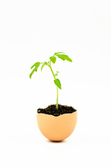 Tomato seeds sprouted in eggshell isolated on white background. Easter and spring theme