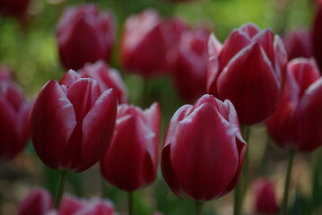 Fototapeta premium Tulipes rouges au printemps
