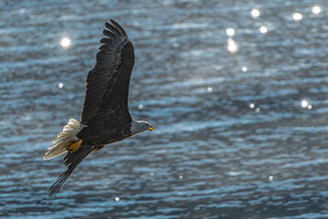 Bald Eagle (Haliaeetus leucocephalus) on the Hunt