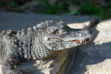 A Chinese Alligator also known as the Yangtze Alligator, China Alligator, or historically the Muddy Dragon, Sunning on a Rock and Thermo Regulating