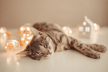 Adorable cat lying on cozy bed with christmas golden lights bokeh and a gift boxes. Cute kitten...