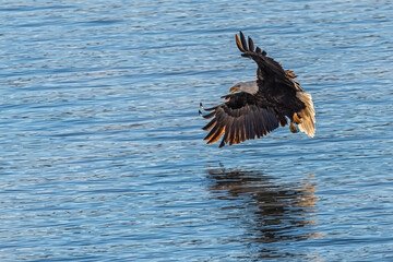 Bald Eagle (Haliaeetus leucocephalus) on the Hunt