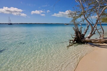 Fototapeta na wymiar Dead and uprooted tree on the beach of Stocking island, Great Exuma, Bahamas.
