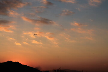 orange sunset in the sky and a seagull flies on beatiful sky