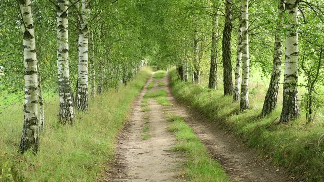 path in the forest	