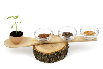 Life concept with a sprout in an egg and a set of seeds on a wooden spoon and a cut of a tree on a white background.