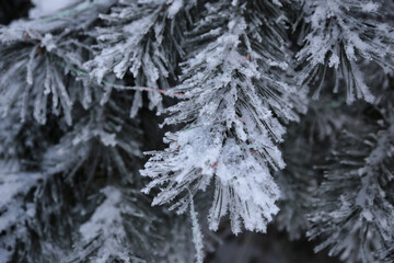 Beautiful pine branches covered with frost with decorations after Christmas
