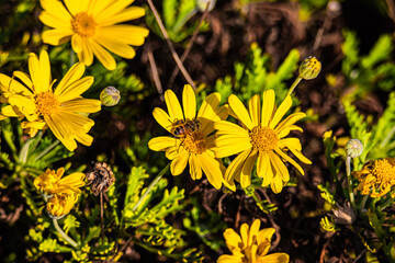 bee on yellow flower close up