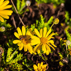 bee on yellow flower close up
