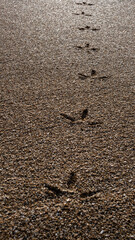 seagull footprints on the sand. traces of animals.