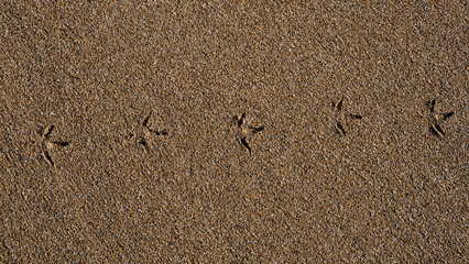 seagull footprints on the sand. traces of animals.