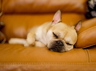 bulldog puppy sleeping